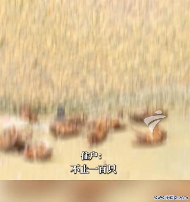 广东一小区蟑螂出没 多到用桶装
