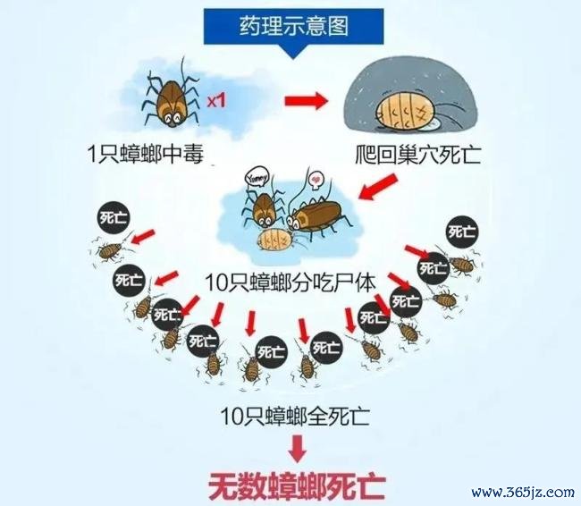 广东一小区蟑螂出没 多到用桶装 何如有用防治